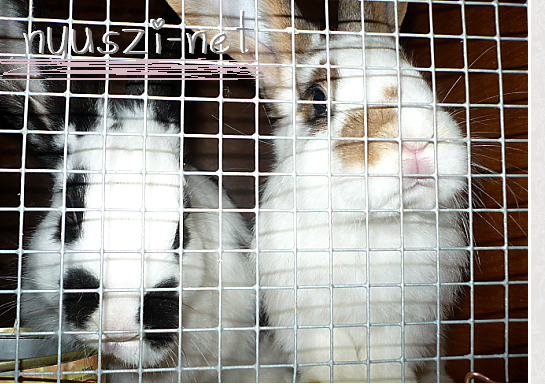 nyuszi-net+mounty+przli • all about the rabbit's